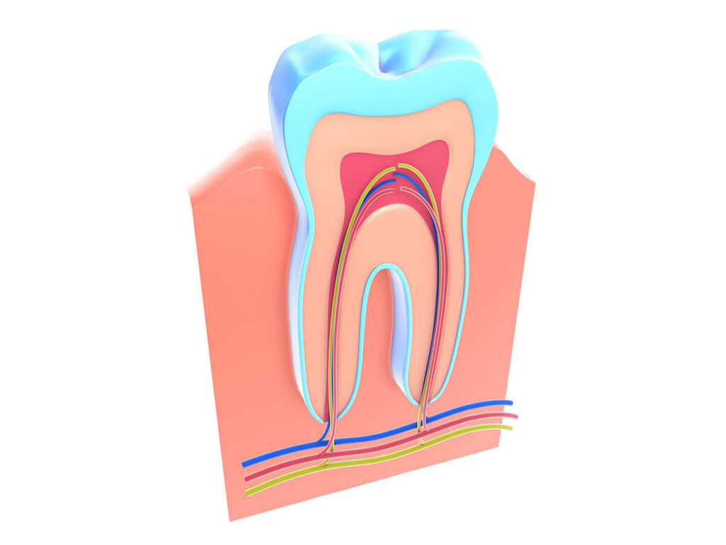 root canal 3d rendering